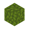 moss_coral_block